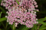 Swamp milkweed